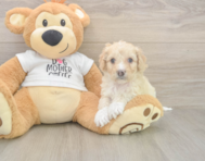 5 week old Cockapoo Puppy For Sale - Florida Fur Babies
