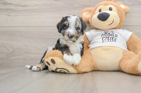 Playful Cocker Doodle Poodle Mix Puppy