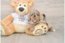 Popular Cockapoo Poodle Mix Pup