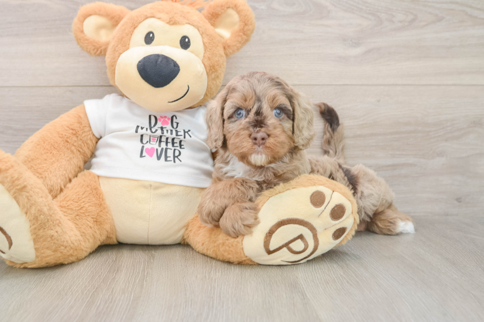 Popular Cockapoo Poodle Mix Pup