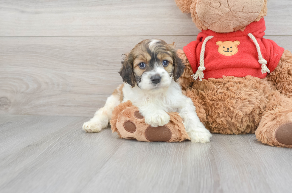 5 week old Cockapoo Puppy For Sale - Florida Fur Babies