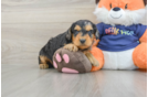 Best Cockapoo Baby