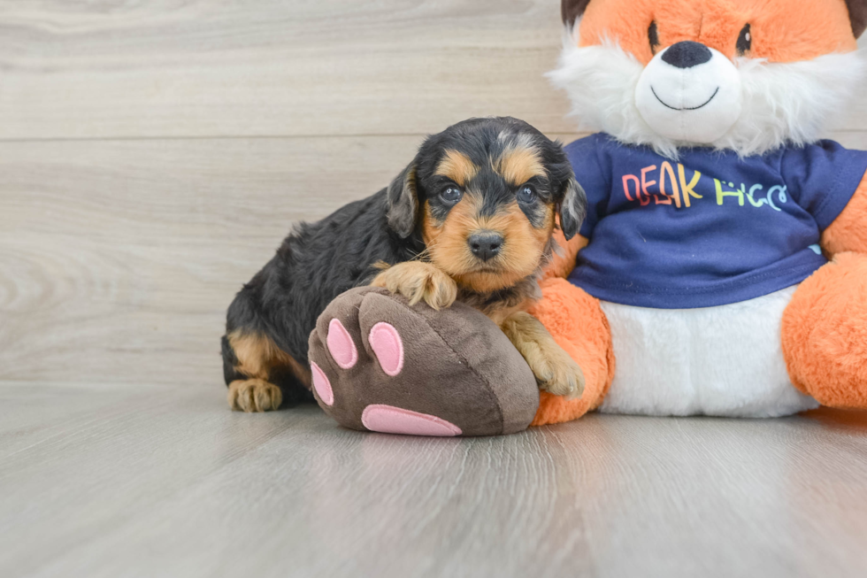 Best Cockapoo Baby