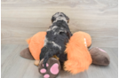 Best Cockapoo Baby