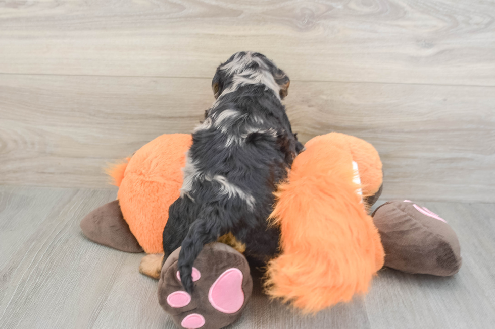 Best Cockapoo Baby