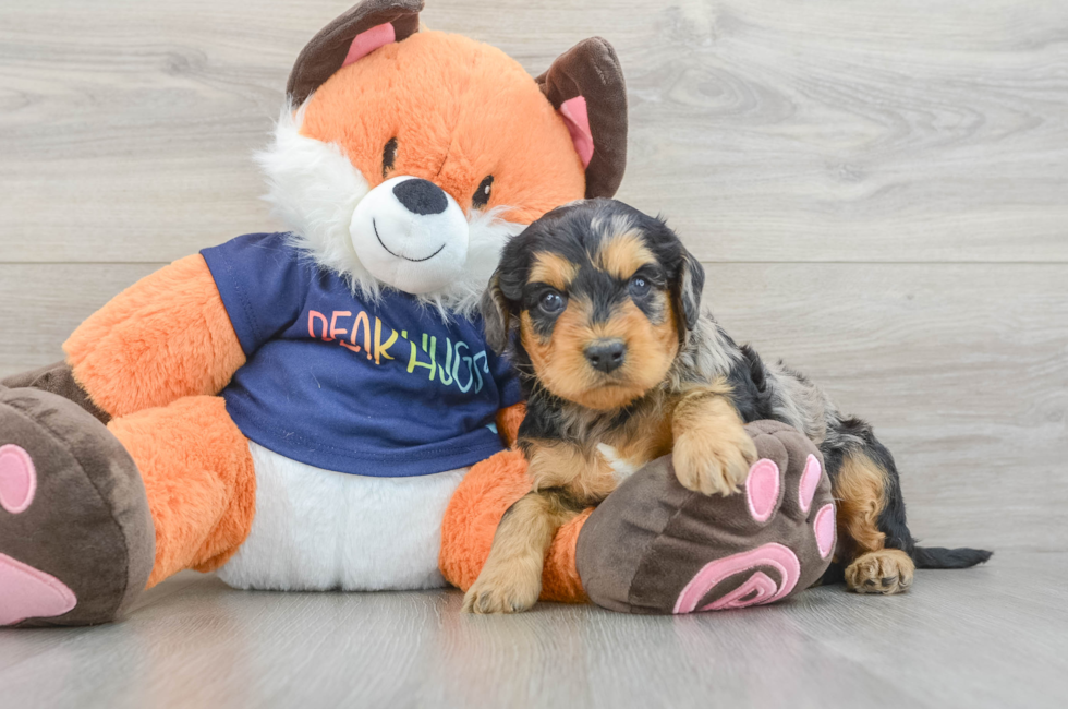 5 week old Cockapoo Puppy For Sale - Florida Fur Babies