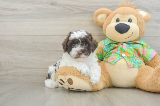 Cockapoo Puppy for Adoption