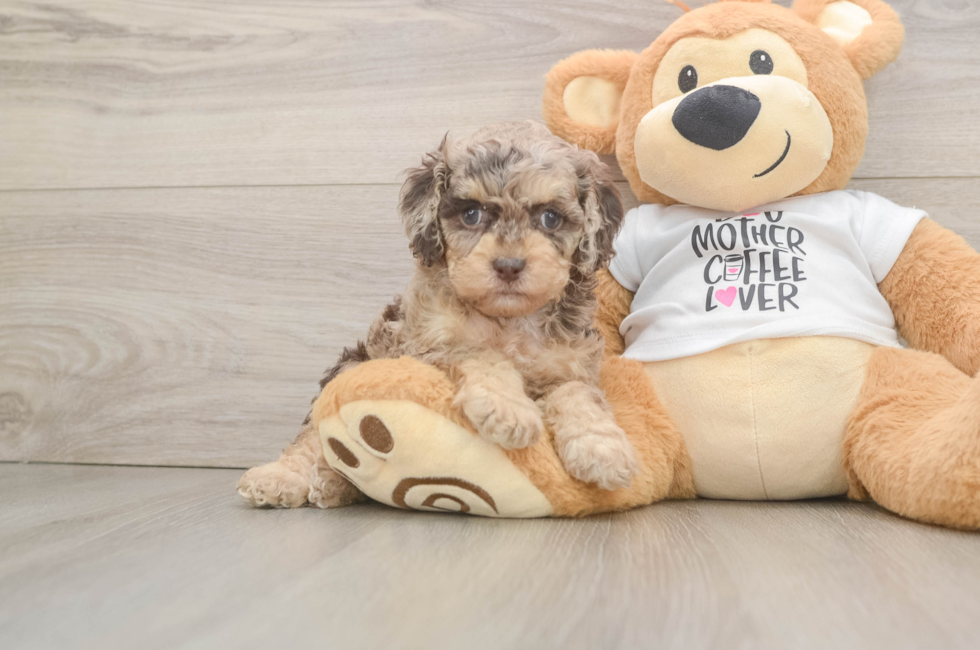 6 week old Cockapoo Puppy For Sale - Florida Fur Babies