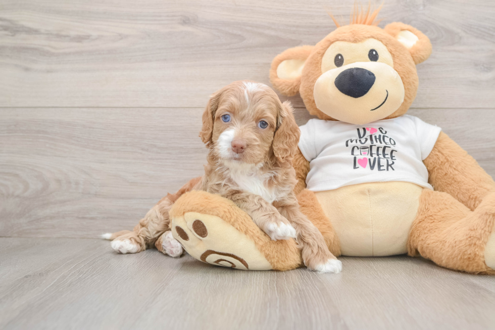 Cockapoo Puppy for Adoption