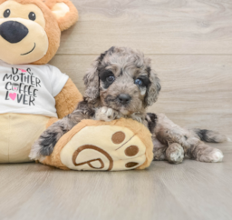 5 week old Cockapoo Puppy For Sale - Florida Fur Babies