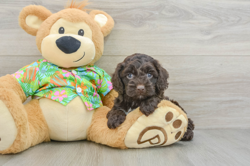 5 week old Cockapoo Puppy For Sale - Florida Fur Babies