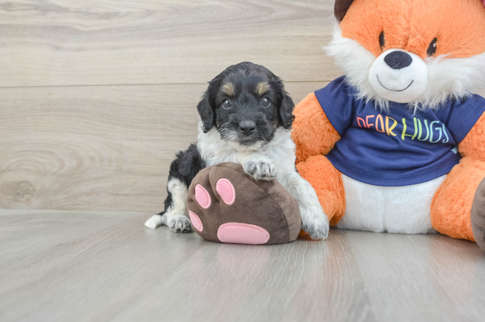 5 week old Cockapoo Puppy For Sale - Florida Fur Babies