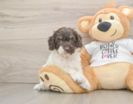 8 week old Cockapoo Puppy For Sale - Florida Fur Babies