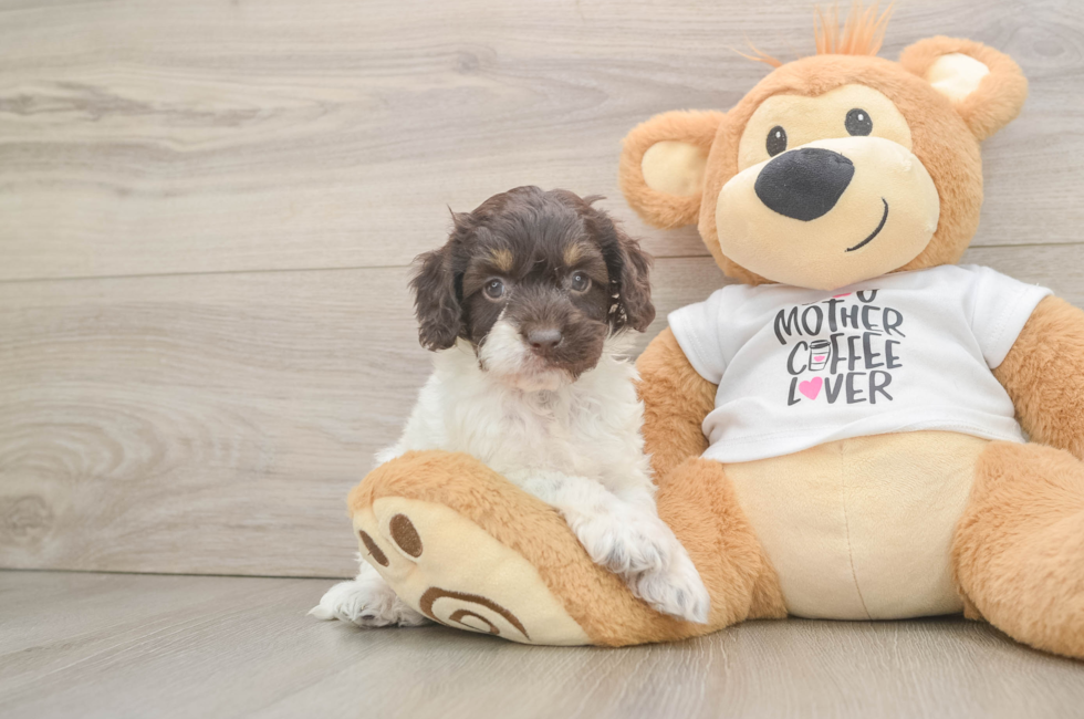6 week old Cockapoo Puppy For Sale - Florida Fur Babies