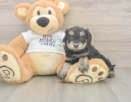 5 week old Cockapoo Puppy For Sale - Florida Fur Babies