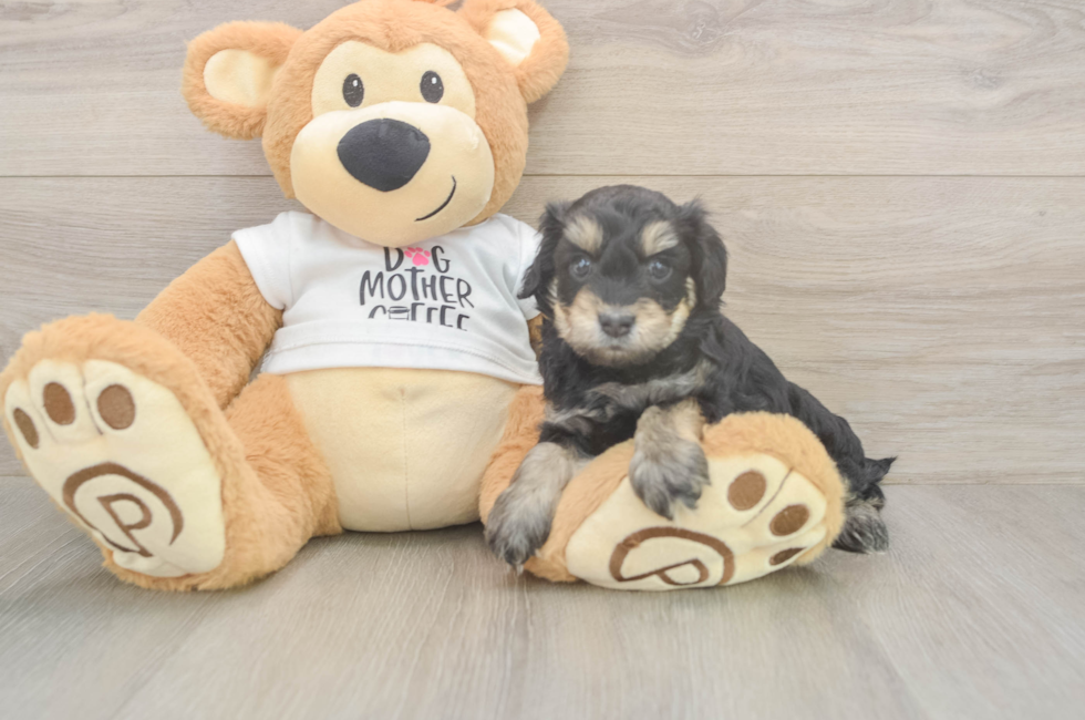 5 week old Cockapoo Puppy For Sale - Florida Fur Babies