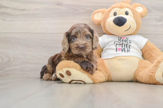 Small Cockapoo Baby