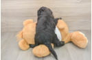 Cockapoo Puppy for Adoption