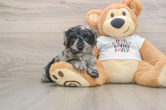 Cockapoo Puppy for Adoption