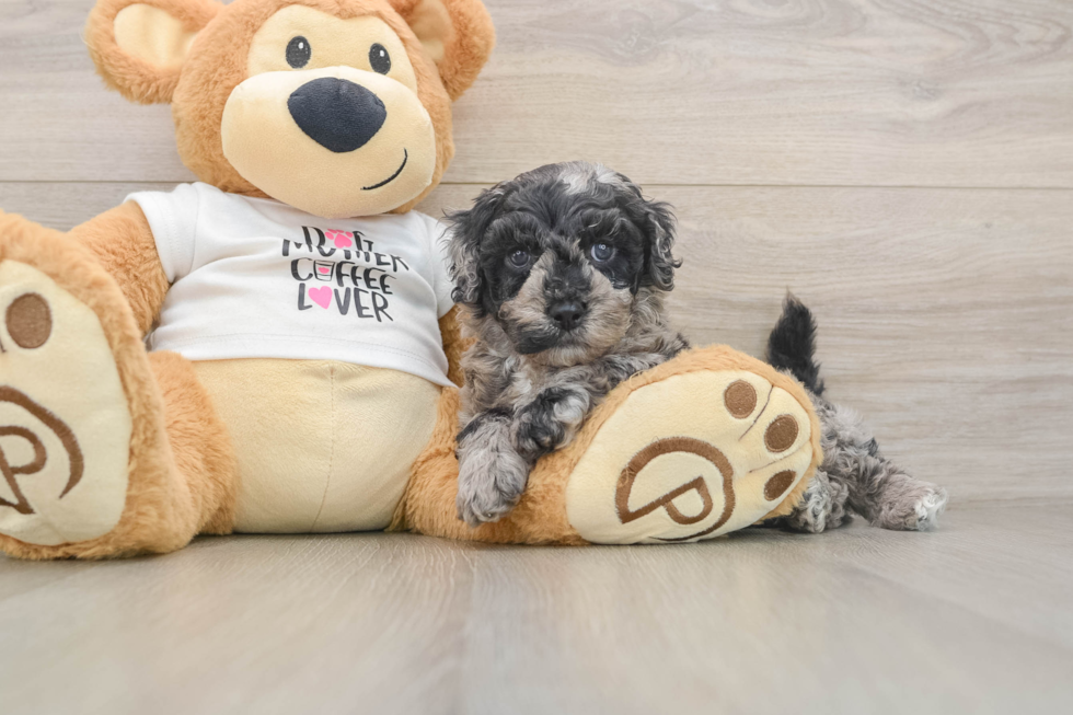 Smart Cockapoo Poodle Mix Pup