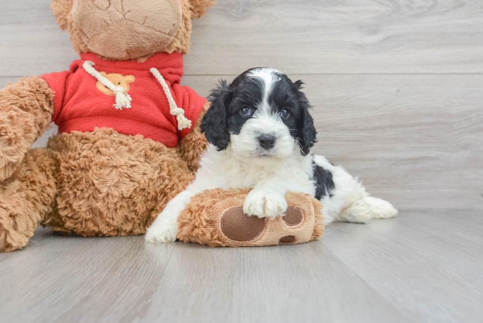 Cockapoo Puppy for Adoption
