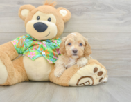 7 week old Cockapoo Puppy For Sale - Florida Fur Babies