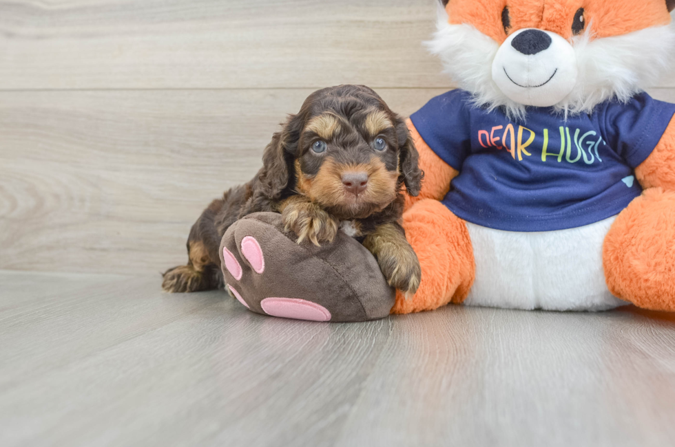 5 week old Cockapoo Puppy For Sale - Florida Fur Babies