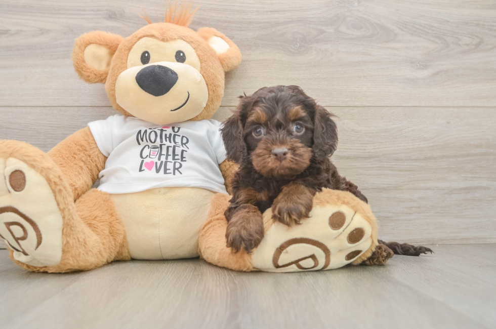 6 week old Cockapoo Puppy For Sale - Florida Fur Babies