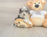 5 week old Cockapoo Puppy For Sale - Florida Fur Babies