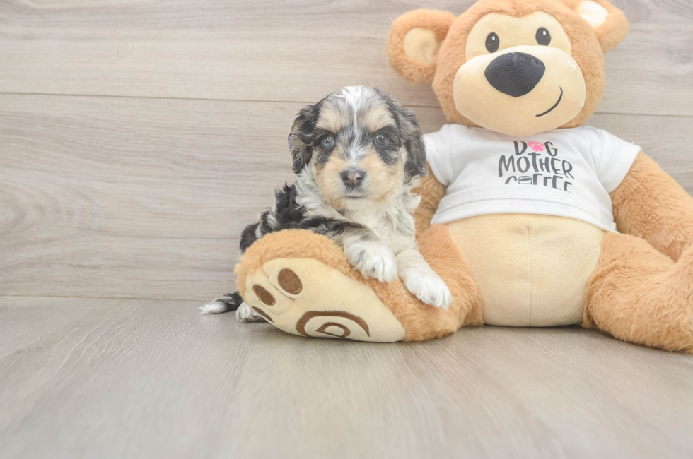 5 week old Cockapoo Puppy For Sale - Florida Fur Babies
