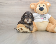 7 week old Cockapoo Puppy For Sale - Florida Fur Babies