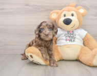 6 week old Cockapoo Puppy For Sale - Florida Fur Babies
