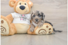 Cockapoo Pup Being Cute