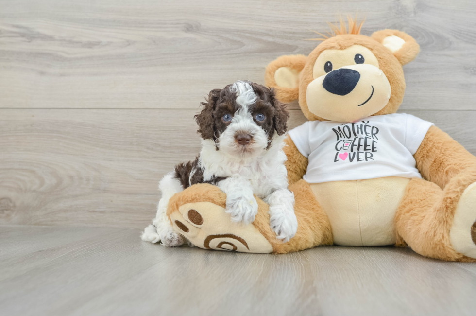 7 week old Cockapoo Puppy For Sale - Florida Fur Babies