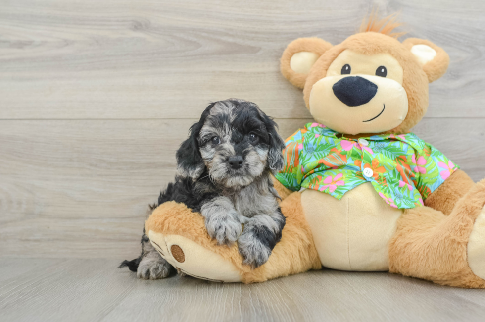 5 week old Cockapoo Puppy For Sale - Florida Fur Babies