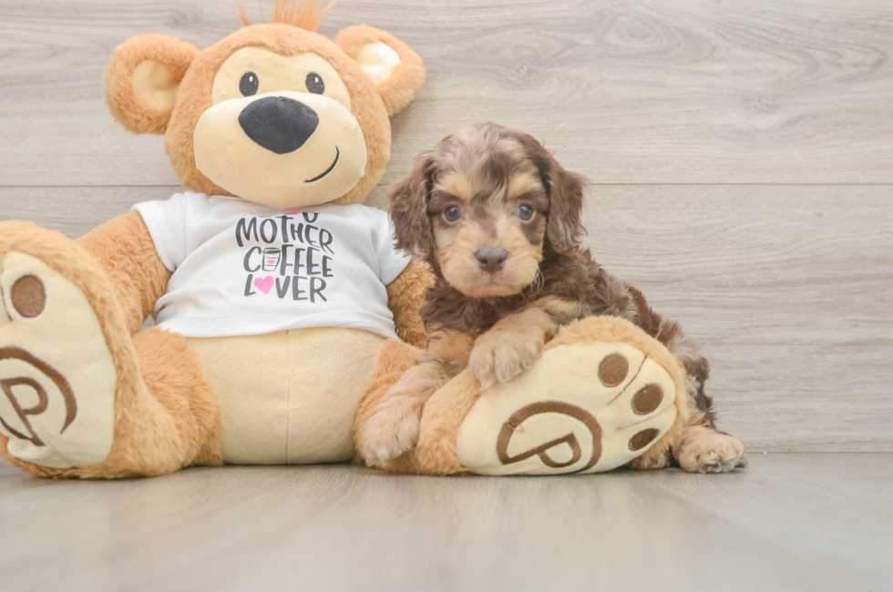 6 week old Cockapoo Puppy For Sale - Florida Fur Babies
