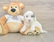 5 week old Cockapoo Puppy For Sale - Florida Fur Babies