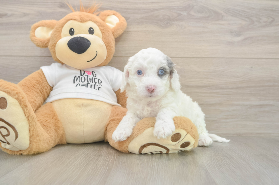 5 week old Cockapoo Puppy For Sale - Florida Fur Babies