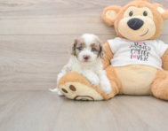 7 week old Cockapoo Puppy For Sale - Florida Fur Babies