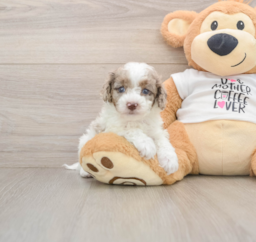10 week old Cockapoo Puppy For Sale - Florida Fur Babies