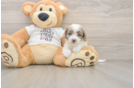Best Cockapoo Baby