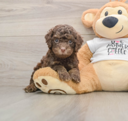 8 week old Cockapoo Puppy For Sale - Florida Fur Babies
