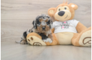 Funny Cockapoo Poodle Mix Pup