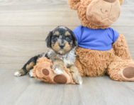 8 week old Cockapoo Puppy For Sale - Florida Fur Babies