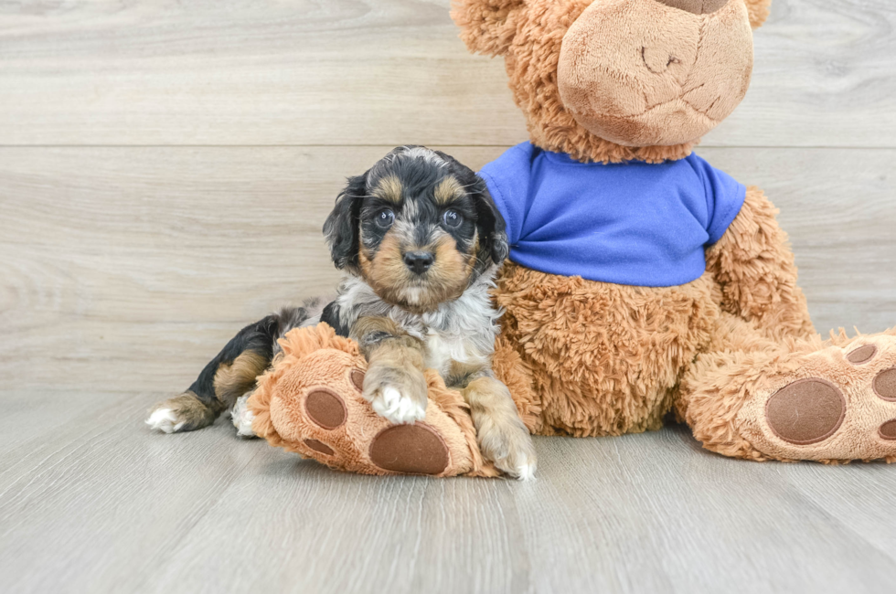 7 week old Cockapoo Puppy For Sale - Florida Fur Babies