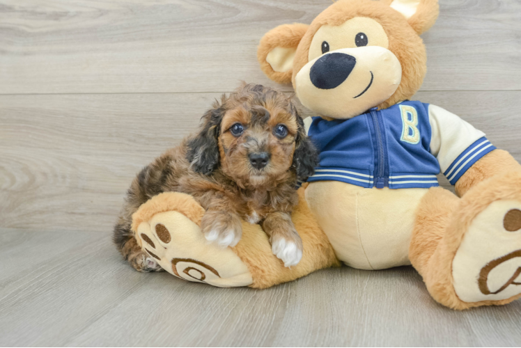 Best Cockapoo Baby