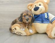 7 week old Cockapoo Puppy For Sale - Florida Fur Babies