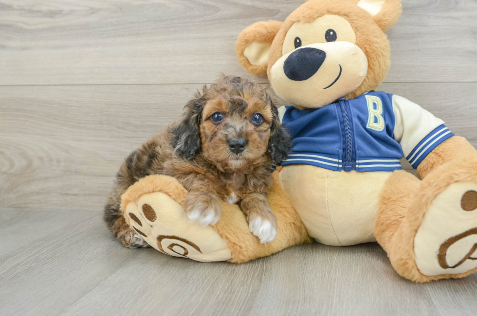 7 week old Cockapoo Puppy For Sale - Florida Fur Babies