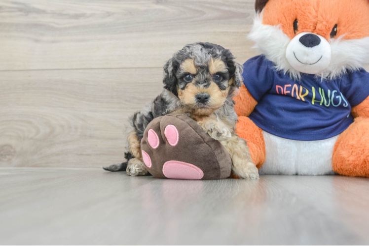 Cockapoo Puppy for Adoption