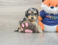 7 week old Cockapoo Puppy For Sale - Florida Fur Babies